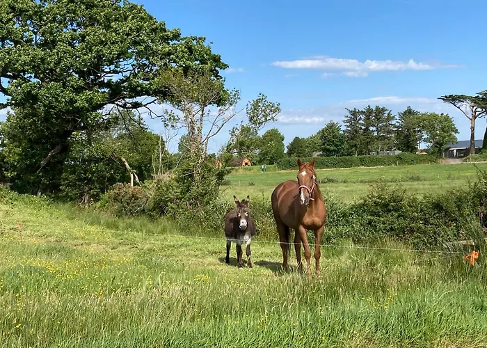Campo de lujo Farmyard Lane Glamping Killarney